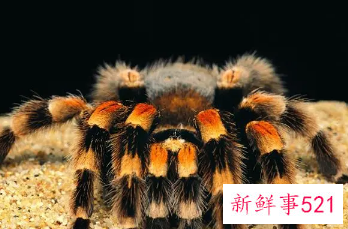 梦见蓝色大蜘蛛