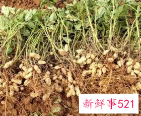 梦见拔花生有什么意思