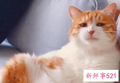最适合新手养的猫排名