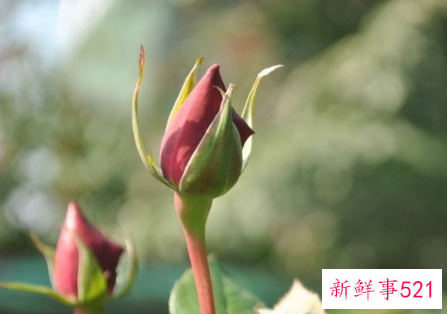 玫瑰花茶十大最佳搭配