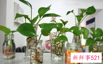 绿萝浇什么才能更旺盛