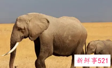 女人梦见大象攻击自己