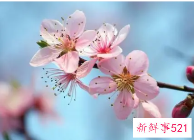 梦见山上桃花盛开是什么意思