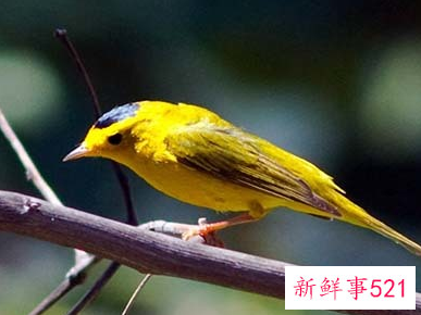 一种鸟叫会死人的叫声