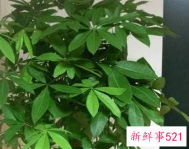 公司门口种什么树最旺