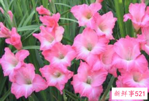 唐菖蒲黄叶子的原因