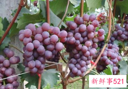 玫瑰香葡萄的功效有哪些
