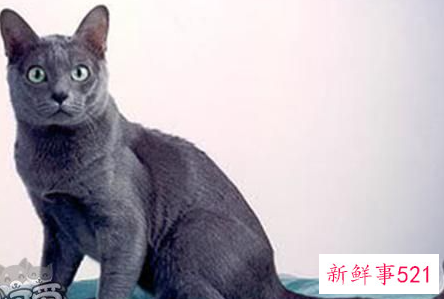 怎么教科拉特猫用猫砂科拉特猫用猫砂训练法