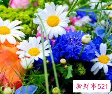 各种花的寓意象征人