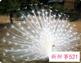 女人梦见孔雀预示什么