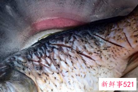 红烧鱼的家常配料