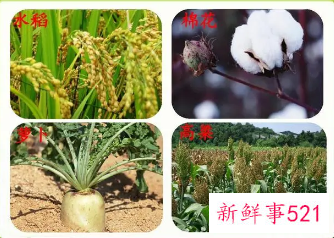 农作物分类名称