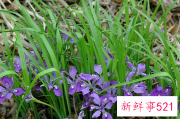 野兰花什么品种最珍贵