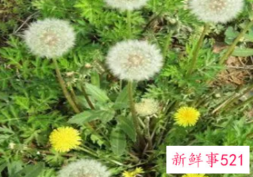 蒲公英的作用和功能主治