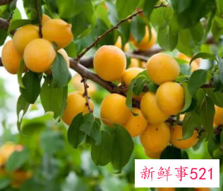 梦见一树绿杏子是什么意思