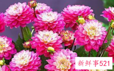 过年买的桃花会结果吗