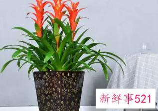 办公室最旺风水植物