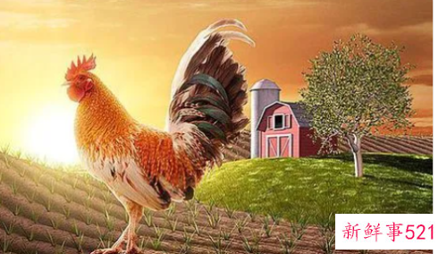 梦见公鸡在天上飞是什么意思