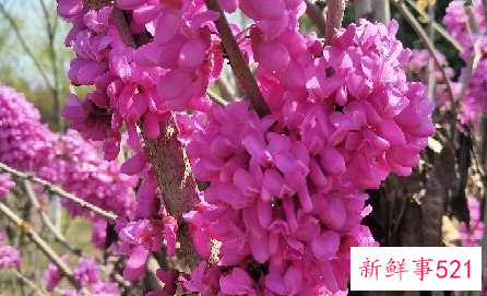 紫荆冬季短截造型能做不