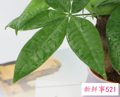 公司门口种什么树最旺