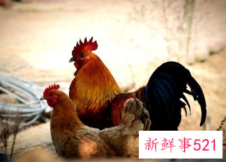 拜神鸡有什么讲究