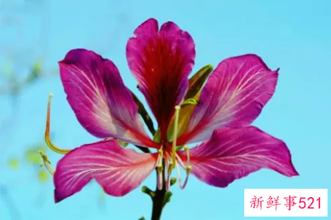 紫金花和紫荆花是不是一样