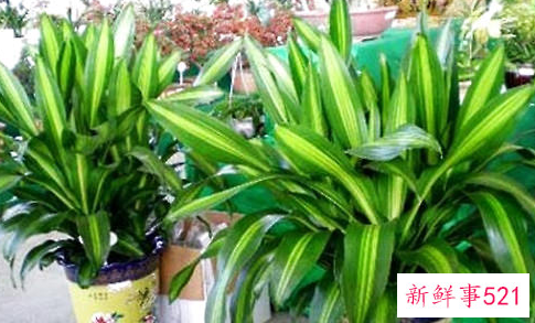 柱状金心巴西铁的裁截及假植方法