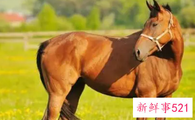 属马幸运数字有哪些