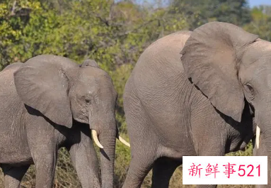 女人梦见大象攻击自己