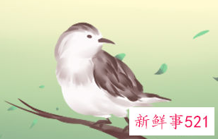 女人梦见小鸟是什么寓意