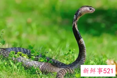 梦见蛇追自己是什么寓意