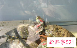 乌龟在家养吉利吗