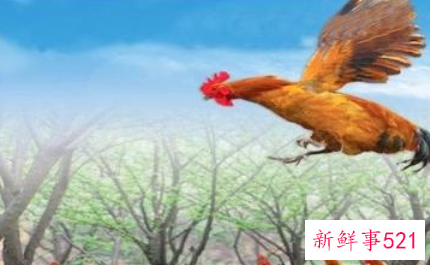 梦见公鸡在天上飞是什么意思