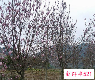 二乔木兰的品种简介