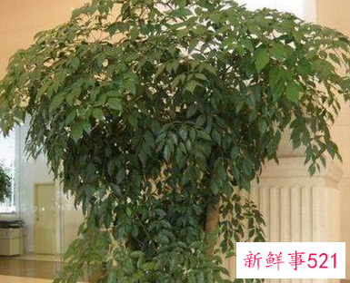 公司门口种什么树最旺