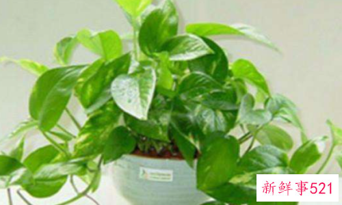 绿萝有邪气是真的吗