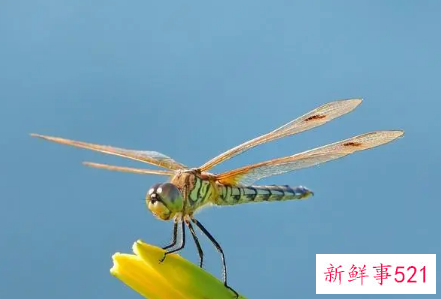 梦见双头蜻蜓是什么意思