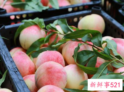 桃子在夏天怎么保存