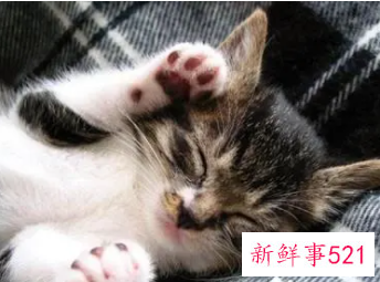 梦见猫来家里是什么意思