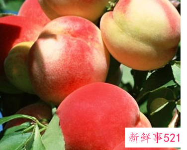 桃子在夏天怎么保存