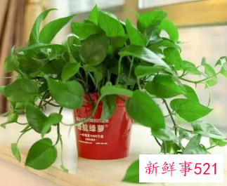 绿萝叶片发黄怎么办