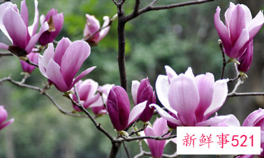 二乔木兰的品种简介