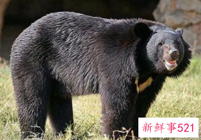 梦到熊是什么寓意