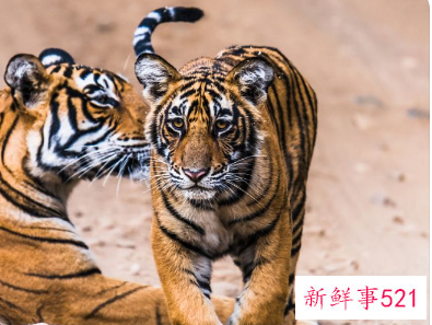 86年属虎招财名字