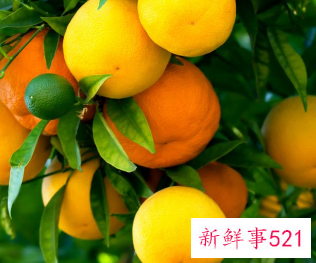 柑橘如何保鲜收藏