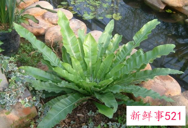 山苏花怎么养殖