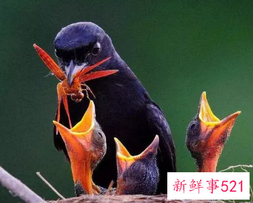 一种鸟叫会死人的叫声