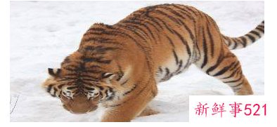 为什么叫虎百年