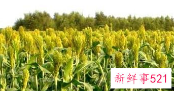 雪对人们有什么好处