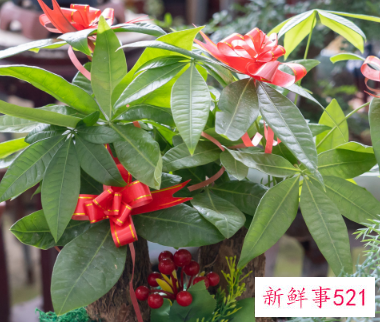 寓意招财的植物